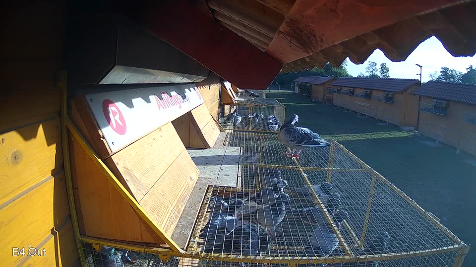 Pigeon Arrival Image For Race Race 5