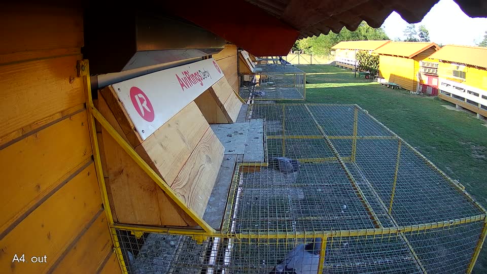Pigeon Arrival Image For Race Final Race 1/3