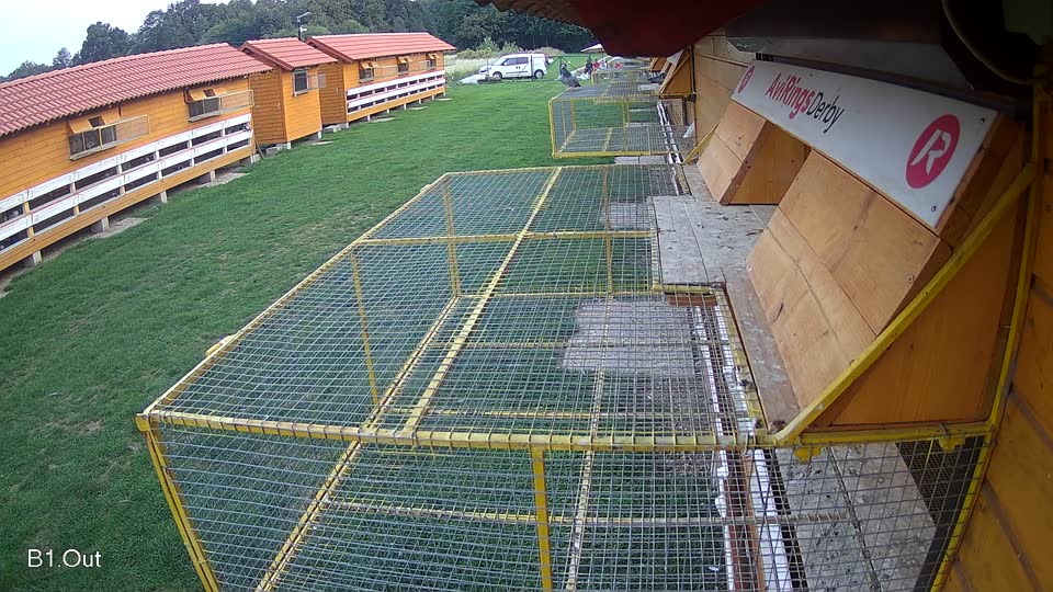 Pigeon Arrival Image For Race Final race 1
