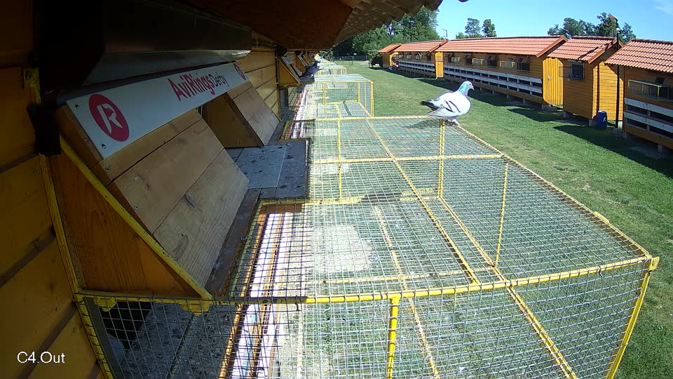 Pigeon Arrival Image For Race Race 5