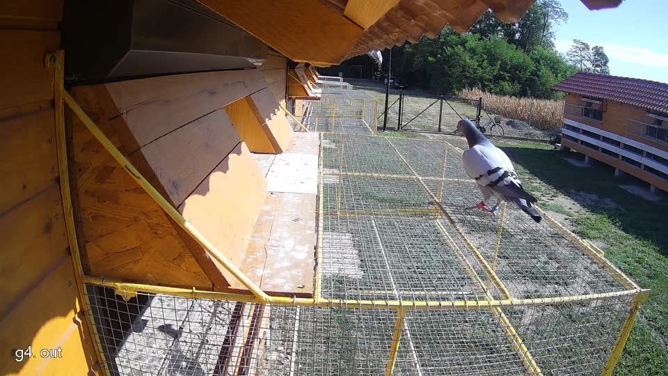 Pigeon Arrival Image For Race Race 2