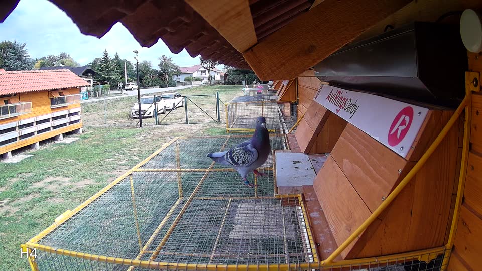 Pigeon Arrival Image For Race Race 4