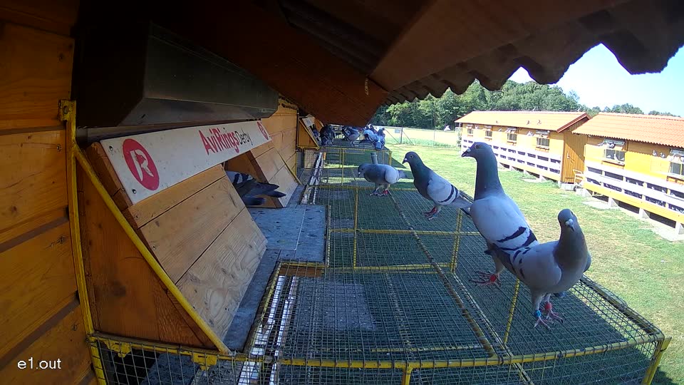 Pigeon Arrival Image For Race Race 2