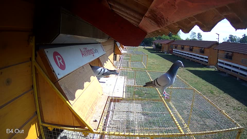 Pigeon Arrival Image For Race Race 2