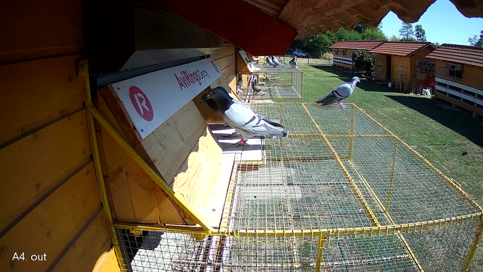 Pigeon Arrival Image For Race Race 3