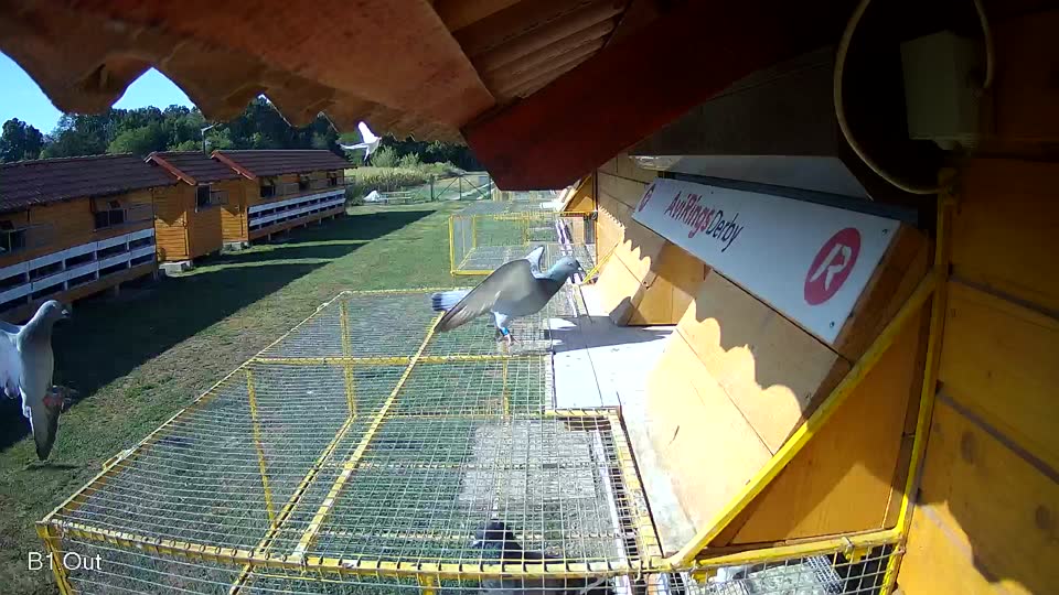 Pigeon Arrival Image For Race Race 2