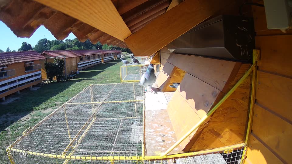 Pigeon Arrival Image For Race Race 2