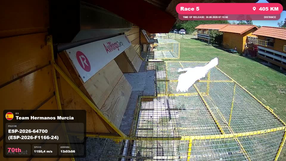 Pigeon Arrival Image For Race Race 5