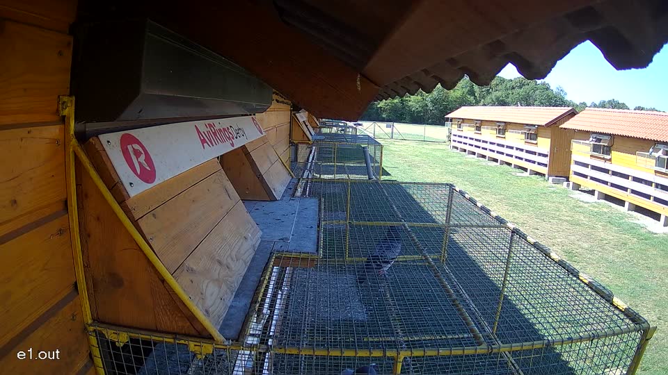 Pigeon Arrival Image For Race Race 3