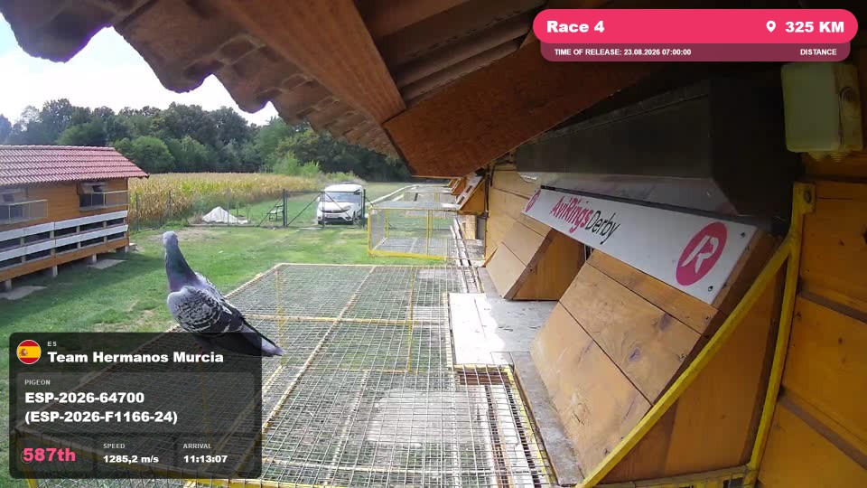 Pigeon Arrival Image For Race Race 4