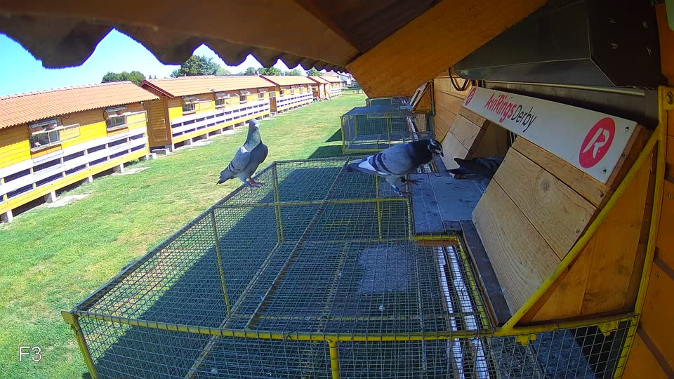 Pigeon Arrival Image For Race Race 3