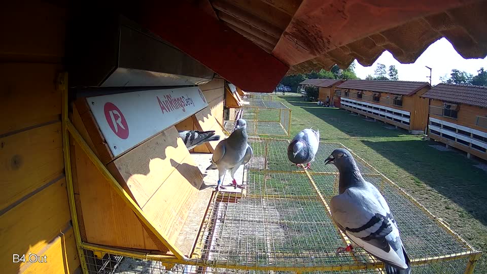 Pigeon Arrival Image For Race Race 1