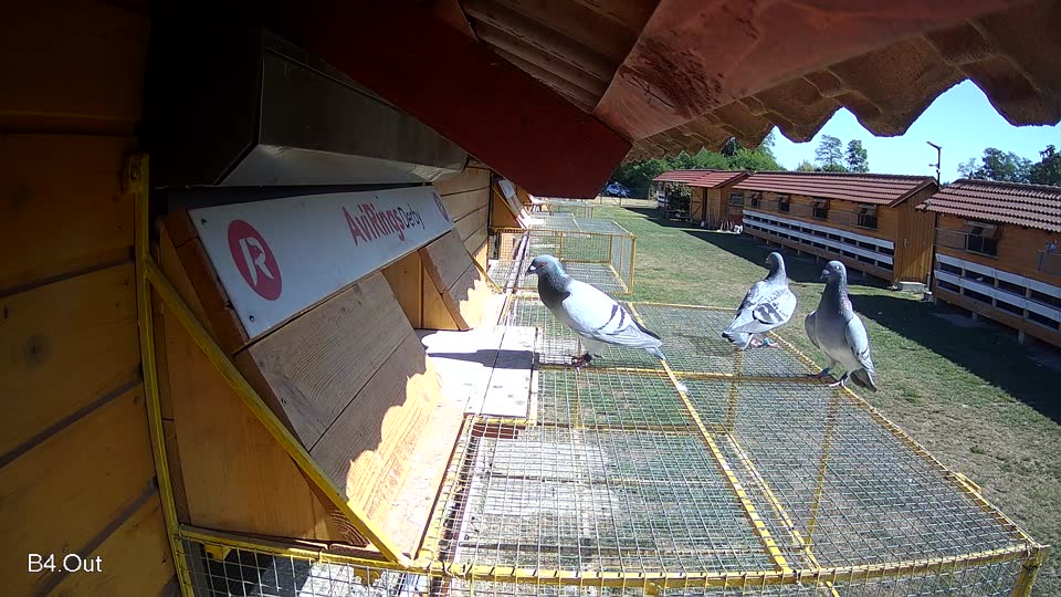 Pigeon Arrival Image For Race Race 3