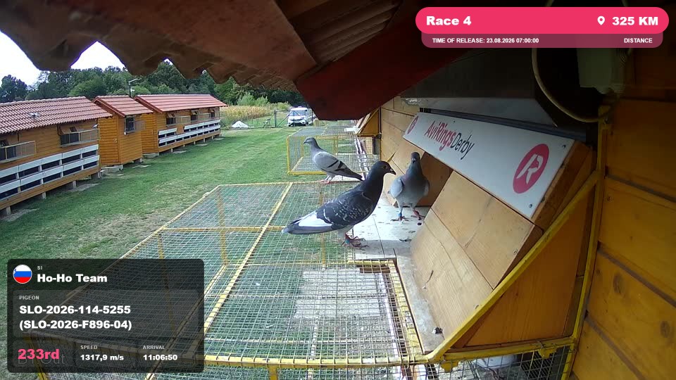 Pigeon Arrival Image For Race Race 4