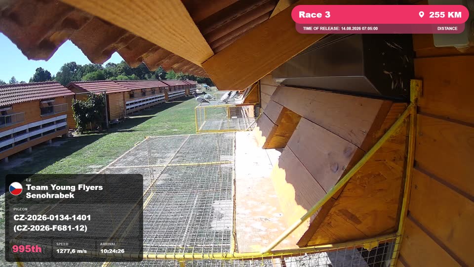 Pigeon Arrival Image For Race Race 3