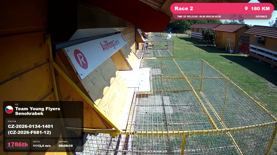 Pigeon Arrival Image For Race Race 2