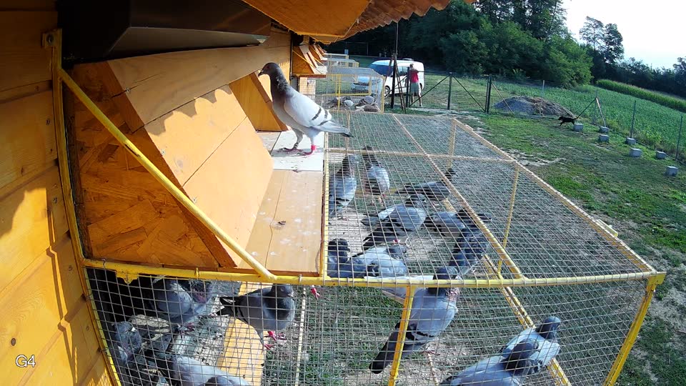 Pigeon Arrival Image For Race Race 4