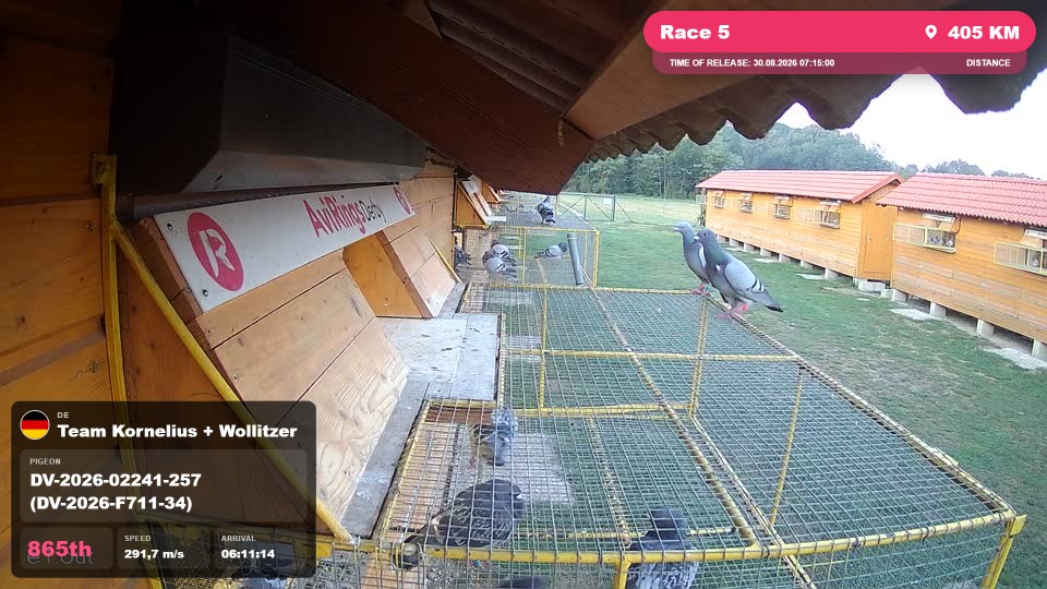 Pigeon Arrival Image For Race Race 5