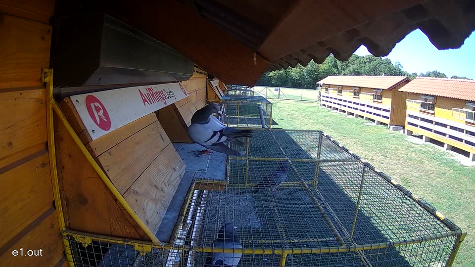Pigeon Arrival Image For Race Race 3