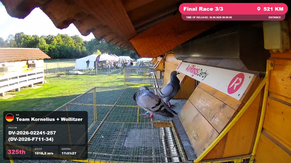 Pigeon Arrival Image For Race Final Race 3/3