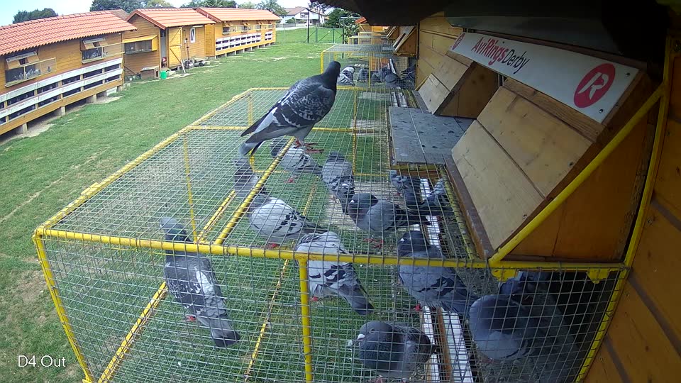 Pigeon Arrival Image For Race Race 6