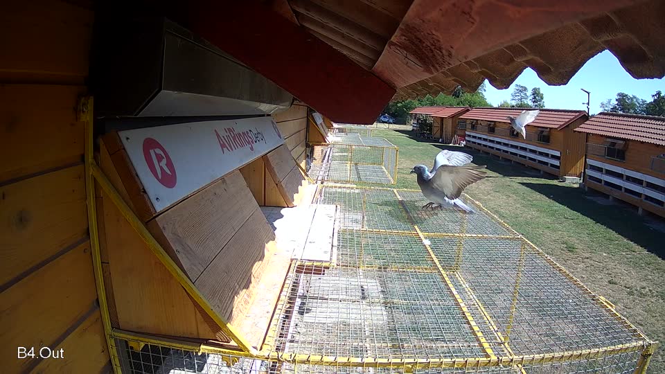 Pigeon Arrival Image For Race Race 3