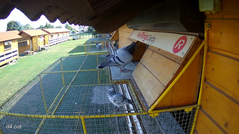 Pigeon Arrival Image For Race Race 1