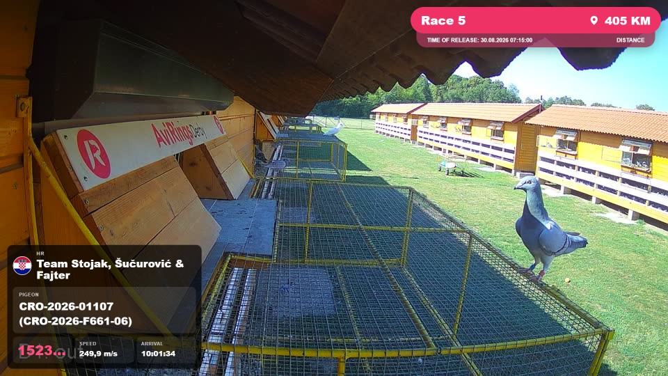 Pigeon Arrival Image For Race Race 5
