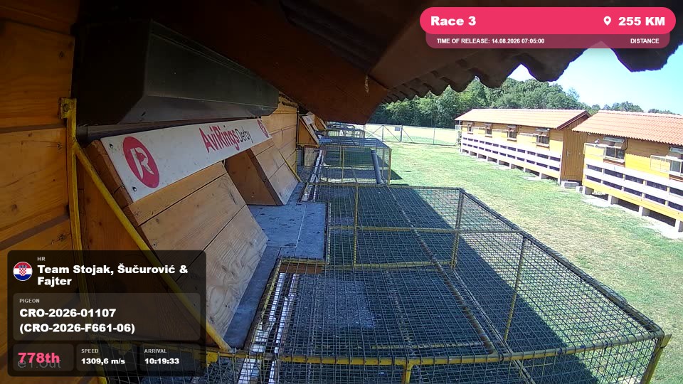 Pigeon Arrival Image For Race Race 3