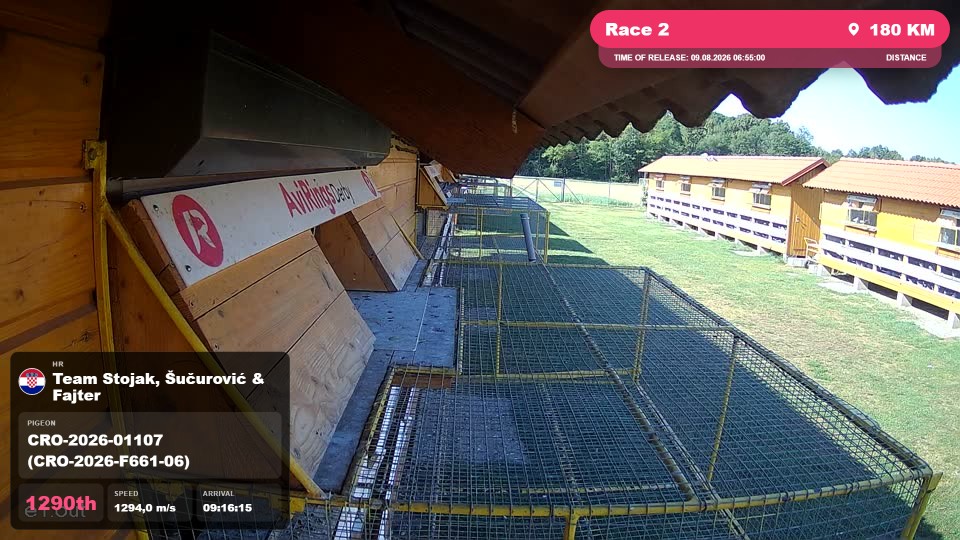 Pigeon Arrival Image For Race Race 2