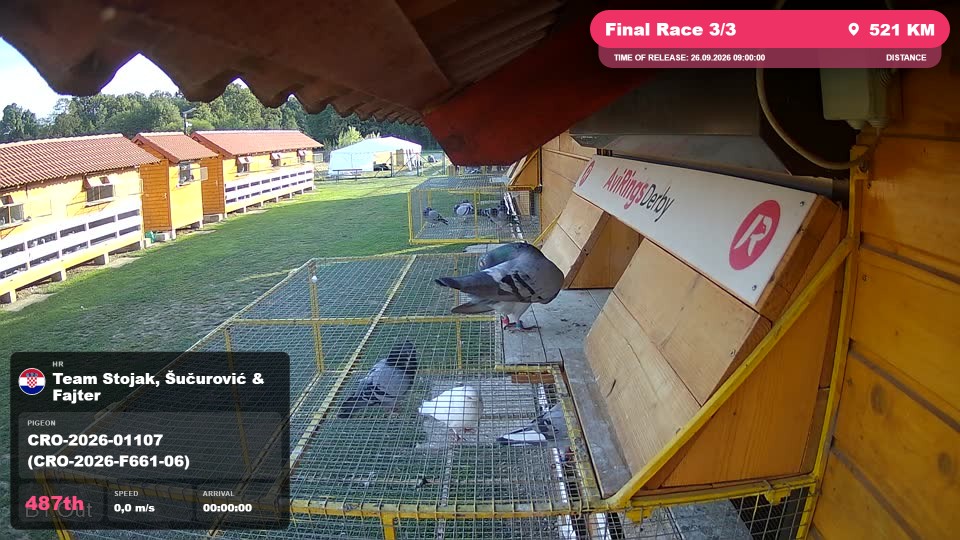 Pigeon Arrival Image For Race Final Race 3/3