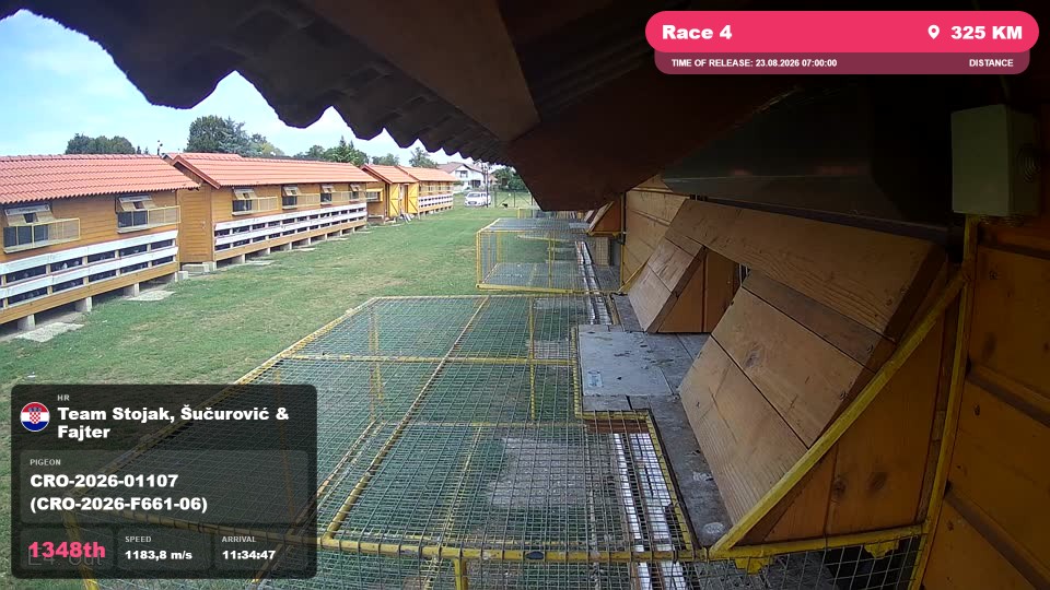 Pigeon Arrival Image For Race Race 4