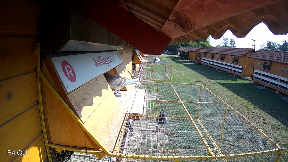 Pigeon Arrival Image For Race Race 1