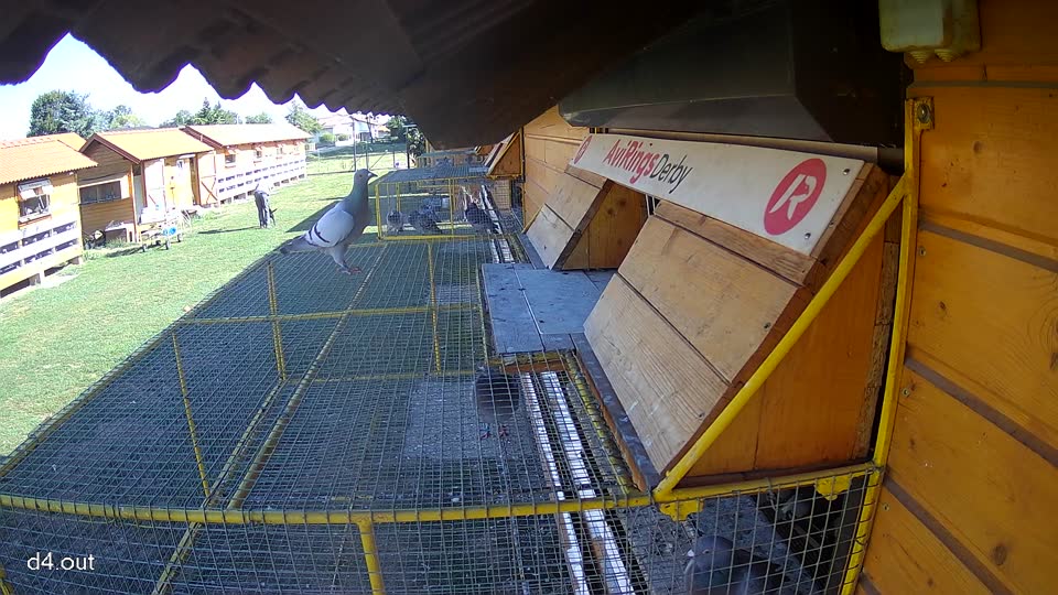 Pigeon Arrival Image For Race Race 5