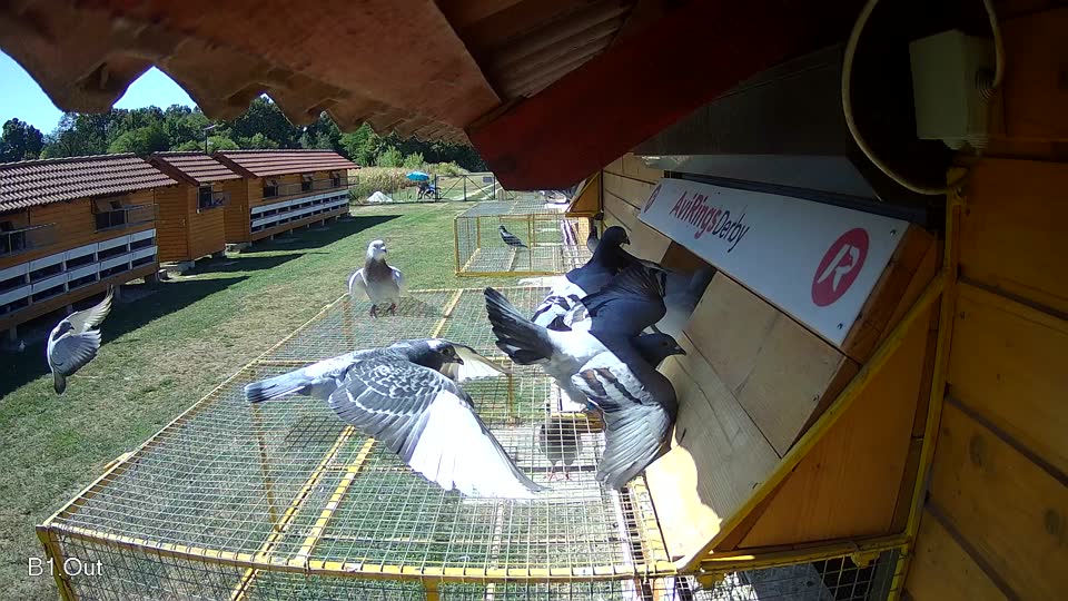 Pigeon Arrival Image For Race Race 3