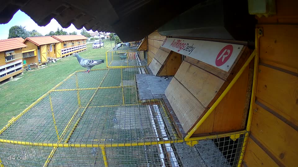 Pigeon Arrival Image For Race Race 4