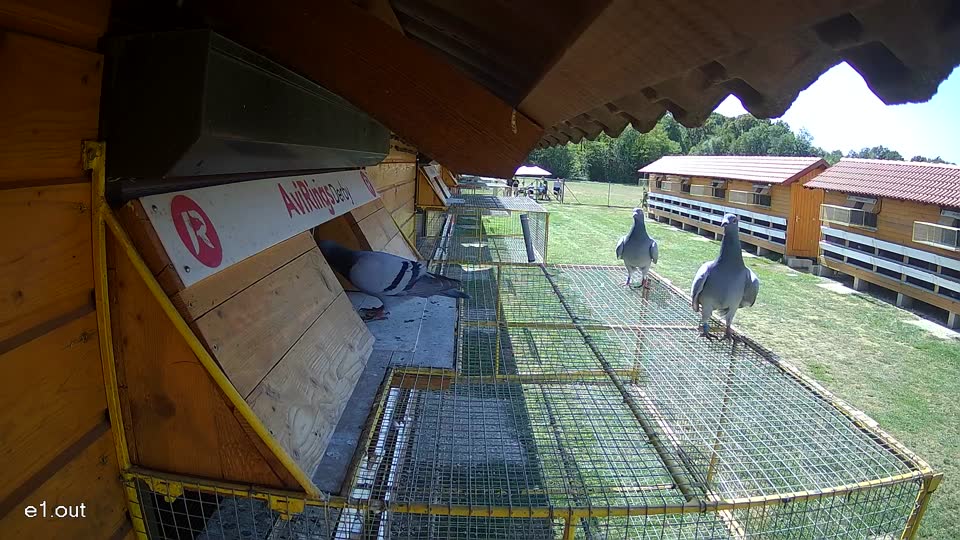 Pigeon Arrival Image For Race Race 5