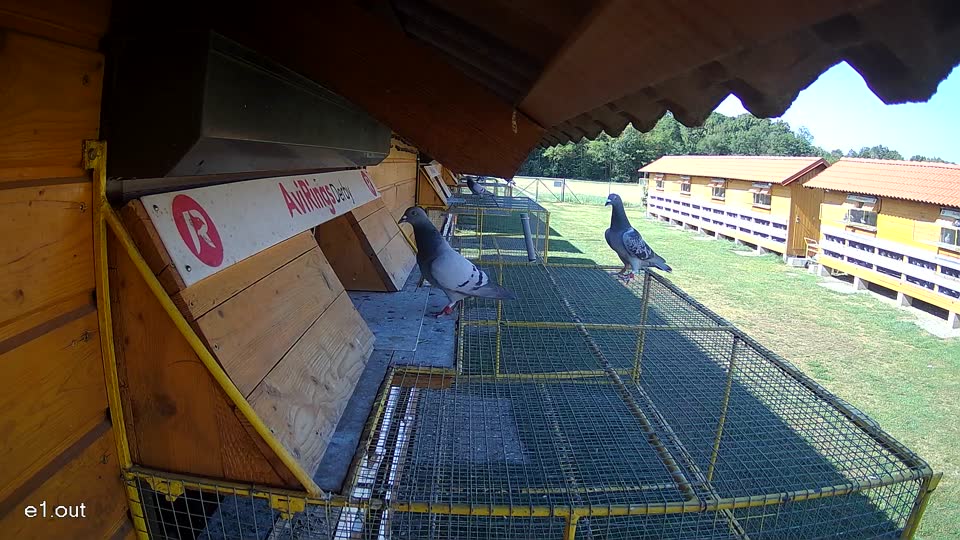 Pigeon Arrival Image For Race Race 2