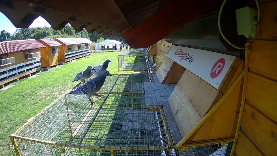 Pigeon Arrival Image For Race Final Race 2/3