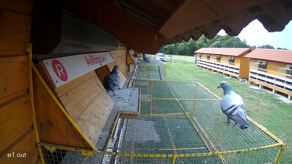 Pigeon Arrival Image For Race Race 4