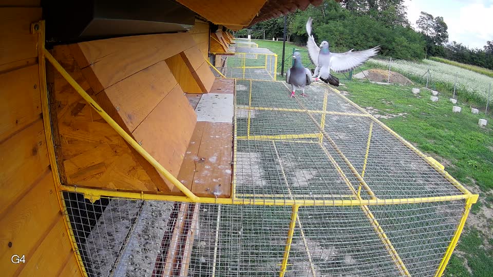 Pigeon Arrival Image For Race Race 6