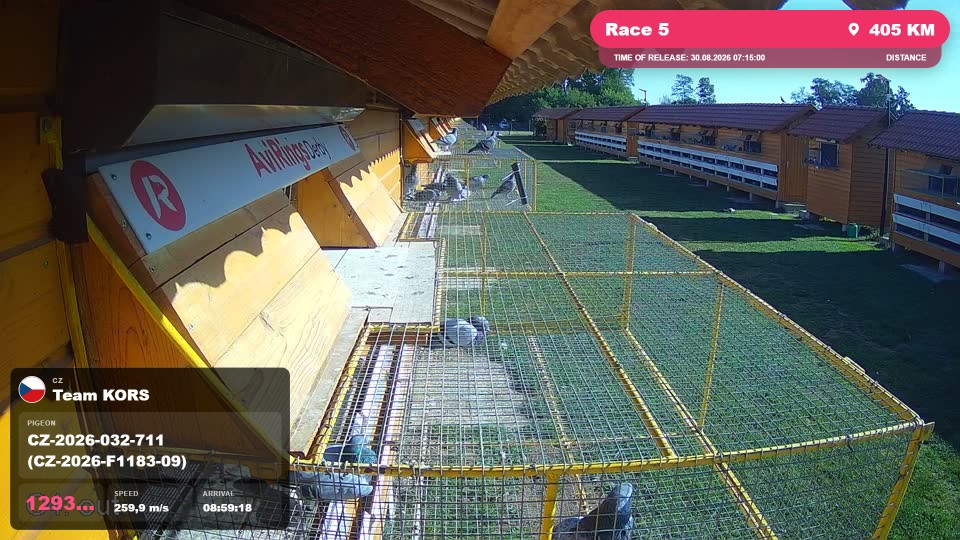 Pigeon Arrival Image For Race Race 5