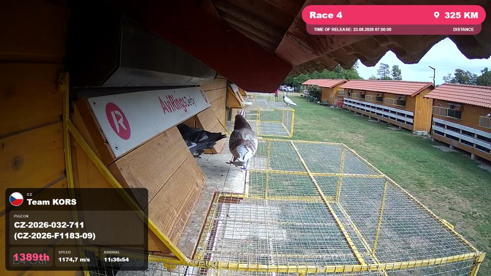 Pigeon Arrival Image For Race Race 4