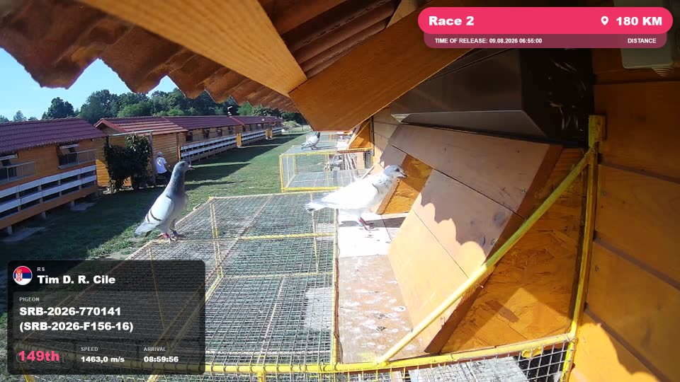 Pigeon Arrival Image For Race Race 2