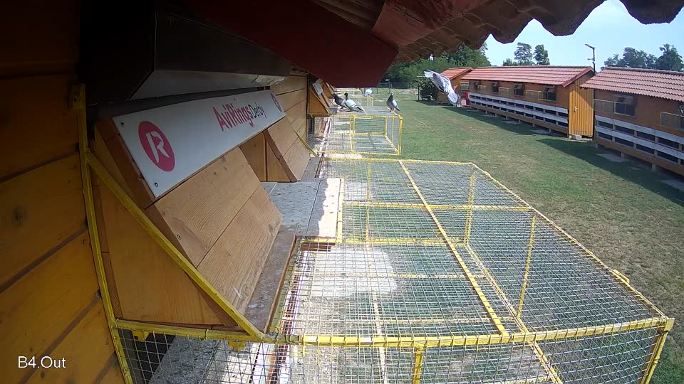 Pigeon Arrival Image For Race Race 4