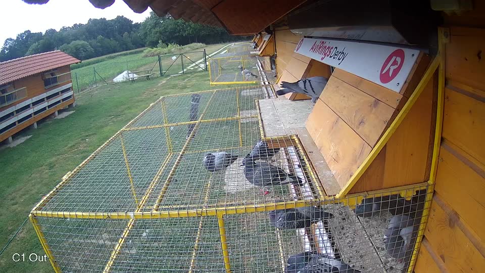 Pigeon Arrival Image For Race Race 4
