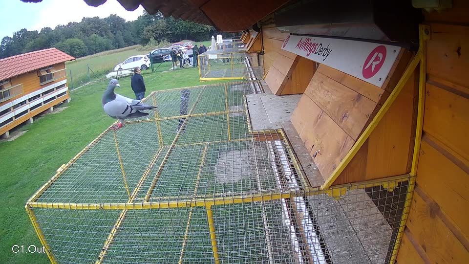 Pigeon Arrival Image For Race Final race 2