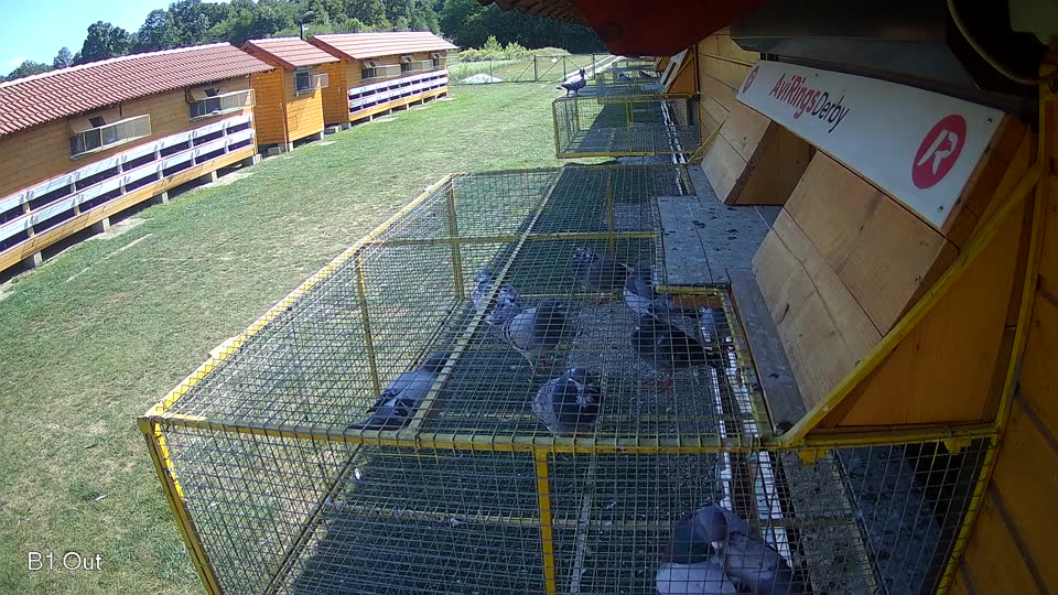 Pigeon Arrival Image For Race Race 5