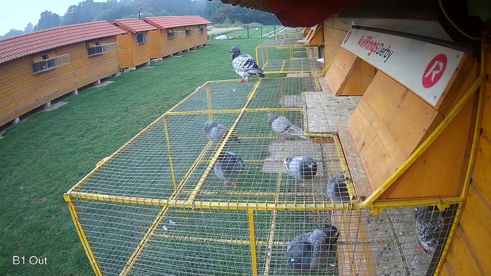 Pigeon Arrival Image For Race Final race 1