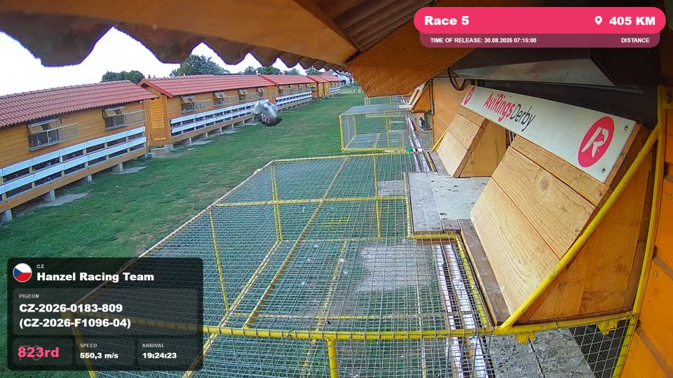 Pigeon Arrival Image For Race Race 5